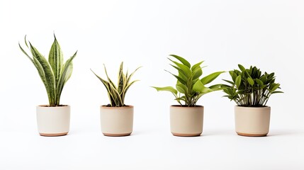 plants in pots isolate on white background