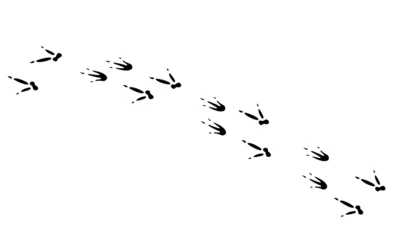Foto op Aluminium Australian animal paw prints, vector illustration wild animal footprints black on white background. Bandicoot foot print for different design. © irina