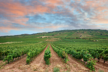View of the Vineyard at Cenicero, Logroño, La Rioja, Spain, Eur
