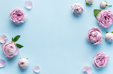 Pink rose flowers on pastel blue background