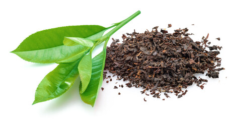 Fresh green tea leaves and heap of dry tea leaves isolated on white background.