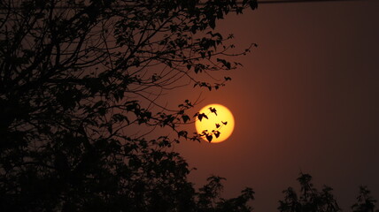 dark sky during Sunset behind the alone tree in the city of guwahati assam india