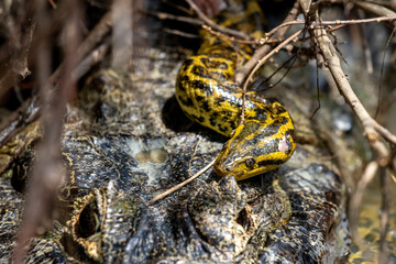 yacare caiman fighting with anaconda in Pantanal