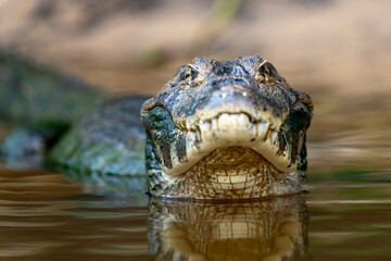 yacare caiman