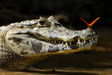 yacare caiman with butterfly on head in Pantanal