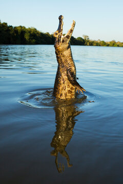 jumping yacare caiman in Pantanal