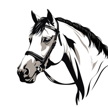 White horse head vector design. Vector color illustration.