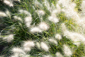 Flowers at the end of summer
