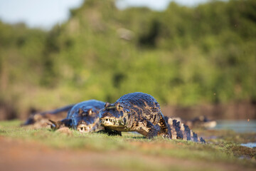 danger yacare caiman in Pantanal