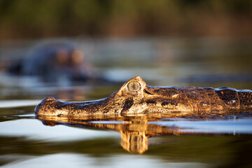 danger yacare caiman in Pantanal