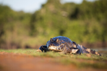 danger yacare caiman in Pantanal
