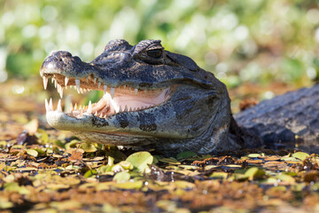 danger yacare caiman in Pantanal