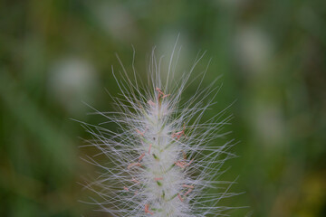 Flowers at the end of summer