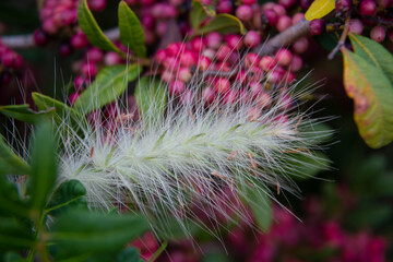 Flowers at the end of summer