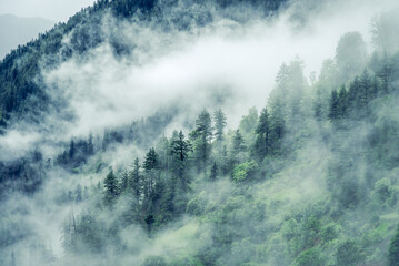 Forested mountain slope with the evergreen conifers shrouded in mist in a scenic landscape view at...