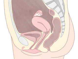 Anatomy of the Female Reproductive System no labels PNG