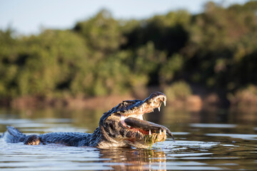 danger yacare caiman fishing in Pantanal
