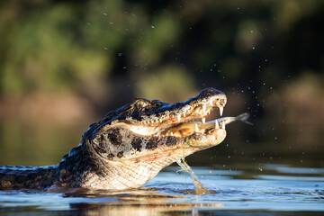 danger yacare caiman fishing in Pantanal