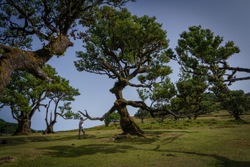 Persona dando la mano a un árbol que parece un monstruo en el bosque de Fanal en la Isla de...