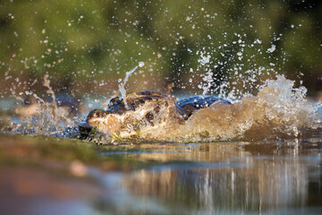 danger yacare caiman fishing in Pantanal