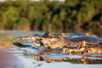 danger yacare caiman fishing in Pantanal