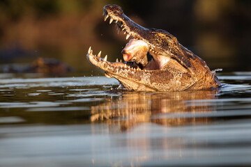 danger yacare caiman fishing in Pantanal