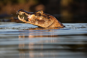 danger yacare caiman fishing in Pantanal