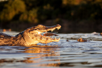 danger yacare caiman fishing in Pantanal