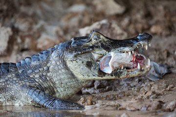 danger yacare caiman fishing in Pantanal