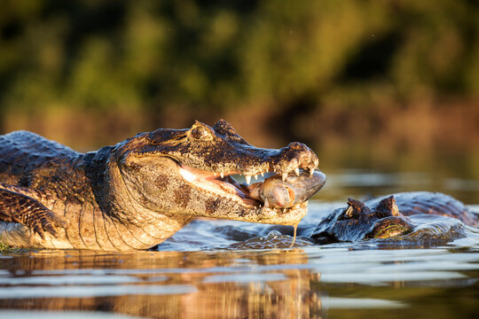 danger yacare caiman fishing in Pantanal