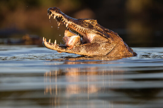 danger yacare caiman fishing in Pantanal