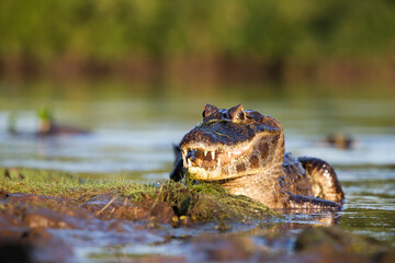 danger yacare caiman fishing in Pantanal