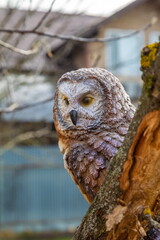 Purchased (consumer) ceramic figurine of an owl close-up in the garden in spring