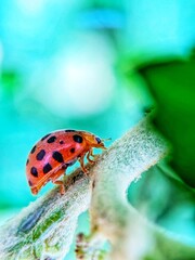 photography of beautiful lady bug beetles foraging around green leaves

