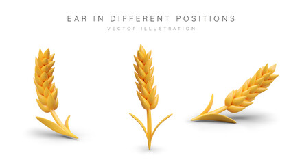 Golden wheat in different positions. Natural product and harvest concept. Organic ear for flour. Bread agriculture and natural concept. Vector illustration in 3d style with place for text - obrazy, fototapety, plakaty
