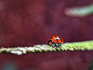 photography of beautiful lady bug beetles foraging around green leaves
