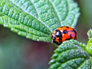 photography of beautiful lady bug beetles foraging around green leaves

