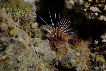Lionfish - Rotfeuerfisch - Red Sea - Rotes Meer - Fisch