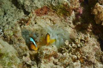 Anemon Fish, Anemonenfisch, Nemo - Red Sea - Rotes Meer