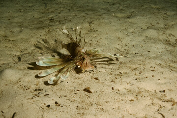 Lionfish - Rotfeuerfisch - Red Sea - Rotes Meer - Fisch