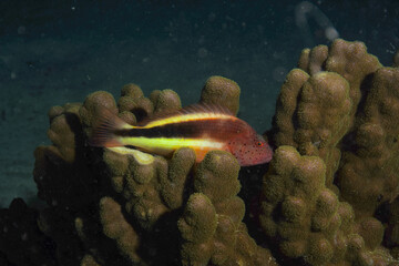 Forsters Hawkfish - Gestreifter Korallenwächter - Red Sea - Rotes Meer - Fish
