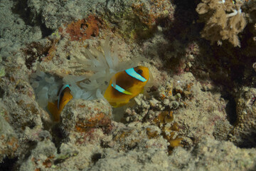 Fototapeta na wymiar Anemon Fish, Anemonenfisch, Nemo - Red Sea - Rotes Meer
