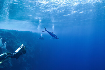 Tuna, Thunfisch - Red Sea - Rotes Meer - Reef - Deep Blue - Tauchen - Diving