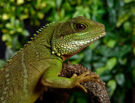 Green water dragon // Gr&uuml;ne Wasseragame (Physignathus cocincinus)