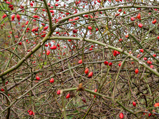 Bunch of rose hips. Red Rose hip Berry. Rose hip bush close-up.