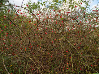 Bunch of rose hips. Red Rose hip Berry. Rose hip bush close-up.