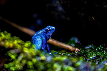 Poisonous blue dart frog