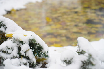 a spruce bush covered with snow - against the background of yellow fallen maple leaves frozen in ice on a pond near a snow - covered shore in autumn during an abnormal snowfall and cold snap