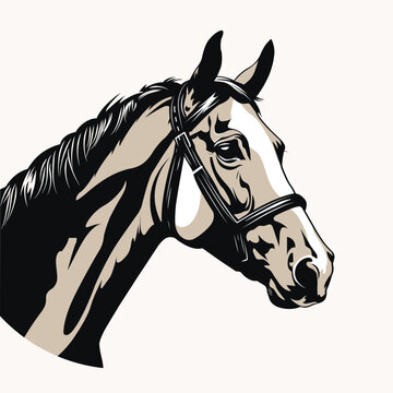 Horse head vector design. Vector color illustration.