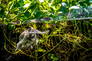 Turtle swimming in the aquarium